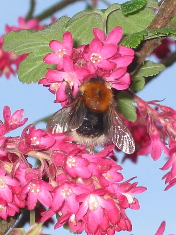 Flowering Currant (Ribes sanguineum)