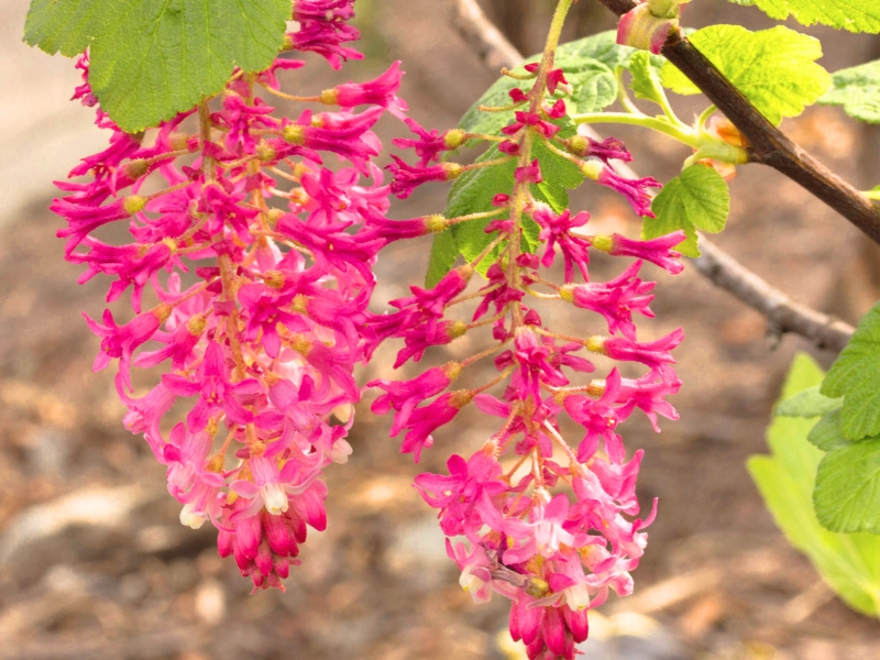 Flowering Currant (Ribes sanguineum)