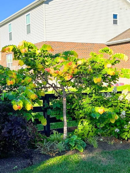 The Rising Sun Eastern Redbud Tree (Cercis Canadensis)