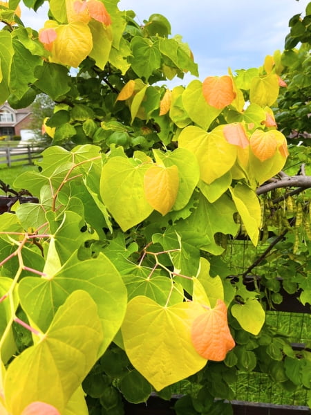 The Rising Sun Eastern Redbud Tree (Cercis Canadensis)