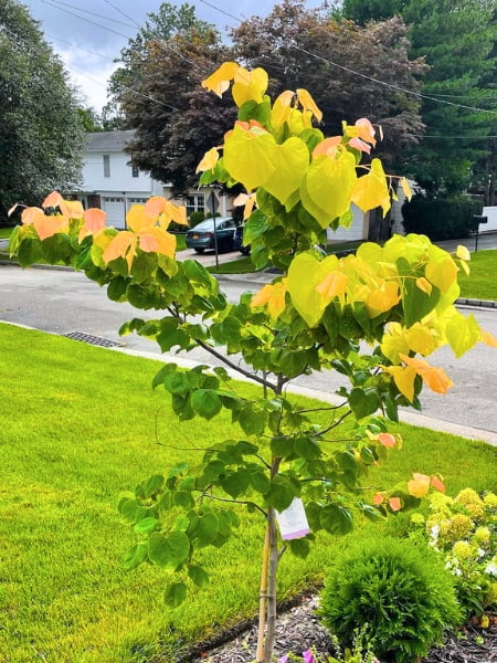 The Rising Sun Eastern Redbud Tree (Cercis Canadensis)