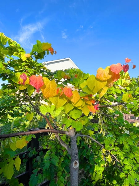 The Rising Sun Eastern Redbud Tree (Cercis Canadensis)