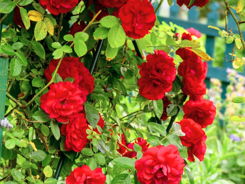 Don Juan Climbing Rose (Rosa 'Don Juan')