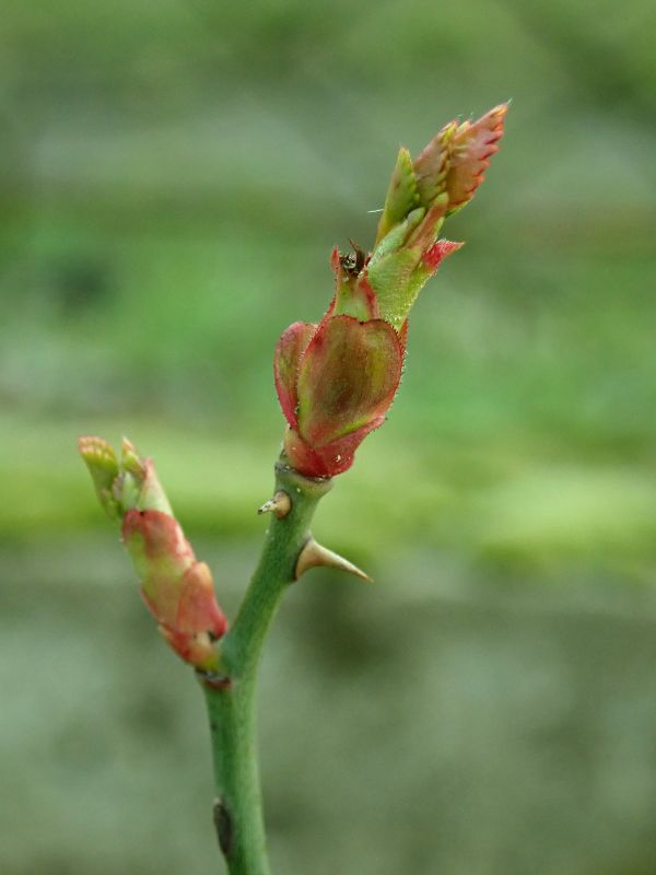 New Dawn Climbing Rose (Rosa 'New Dawn')