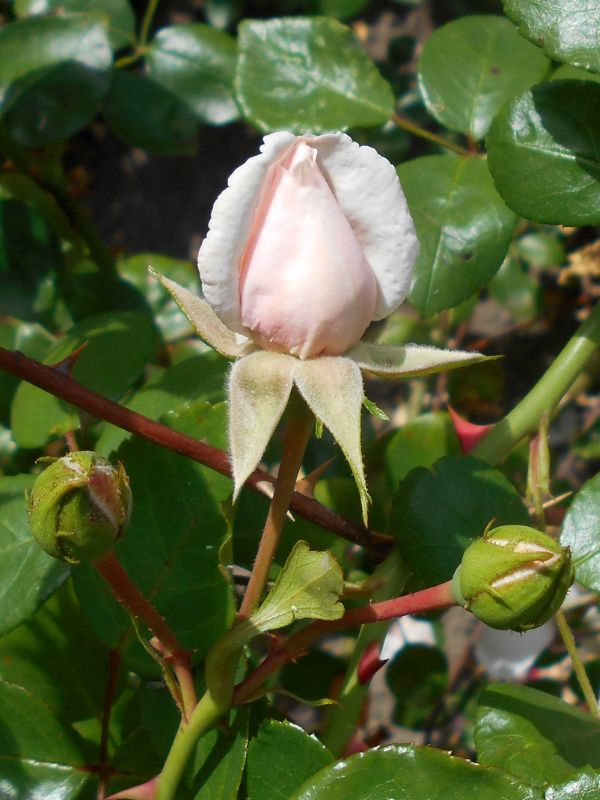 New Dawn Climbing Rose (Rosa 'New Dawn')