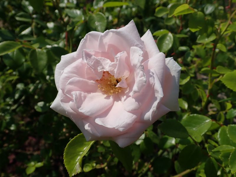 New Dawn Climbing Rose (Rosa 'New Dawn')