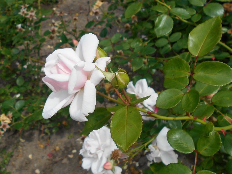 New Dawn Climbing Rose (Rosa 'New Dawn')