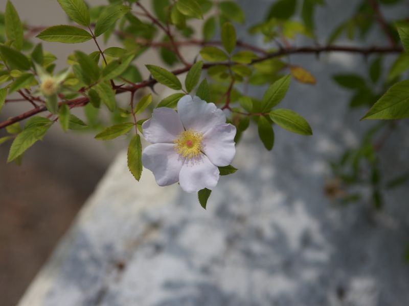 Swamp Rose (Rosa palustris)