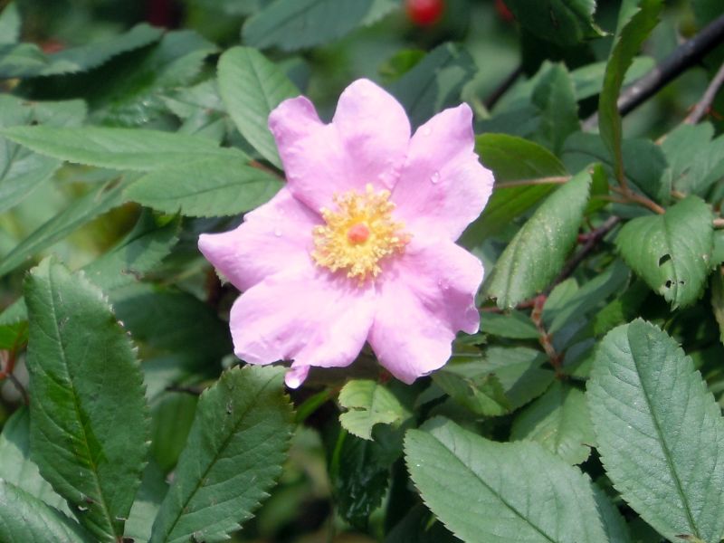 Swamp Rose (Rosa palustris)