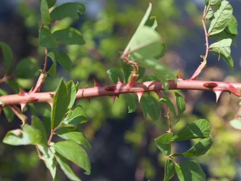 Swamp Rose (Rosa palustris)