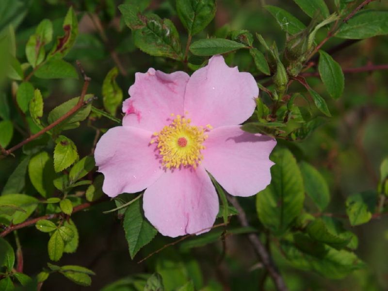 Swamp Rose (Rosa palustris)