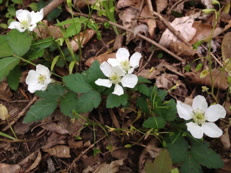 Common Dewberry (Rubus flagellaris)