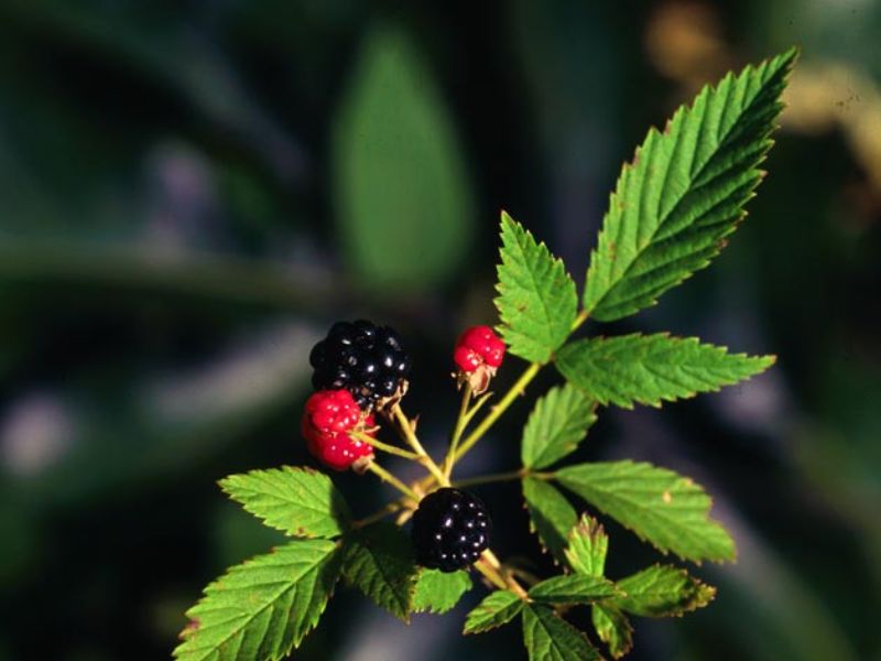 Common Dewberry (Rubus flagellaris)