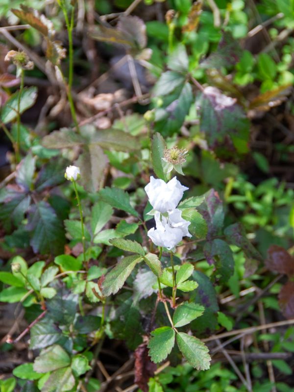 Common Dewberry (Rubus flagellaris)