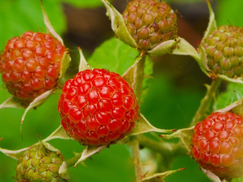 Common Dewberry (Rubus flagellaris)