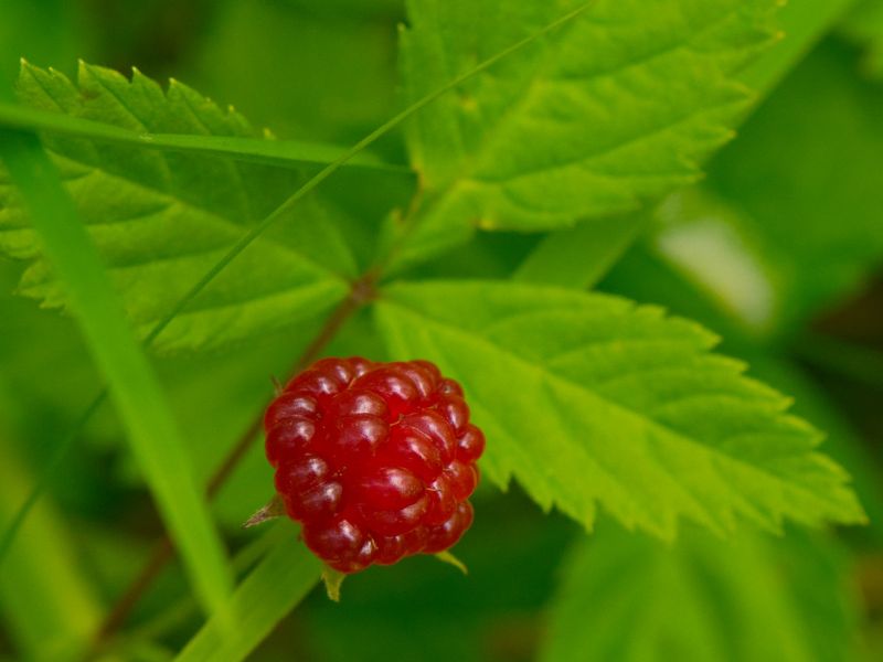 Common Dewberry (Rubus flagellaris)