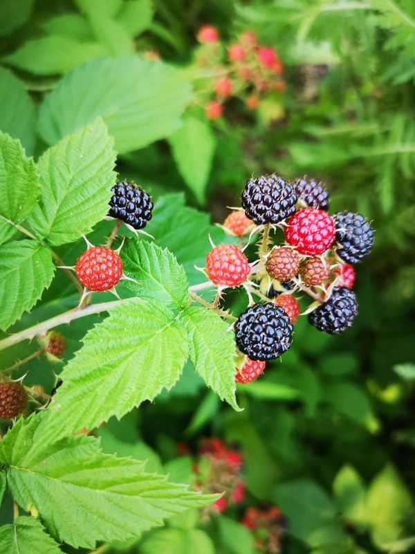 Black Raspberry (Rubus occidentalis)