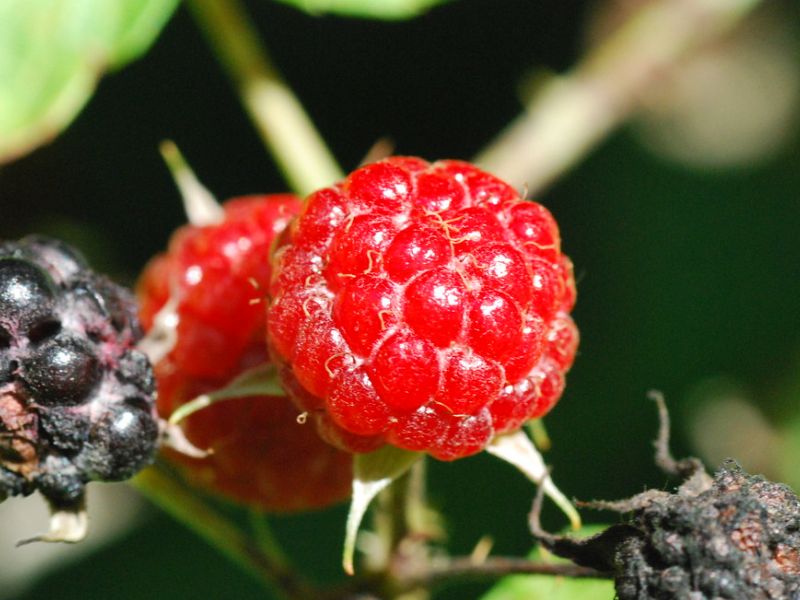 Black Raspberry (Rubus occidentalis)