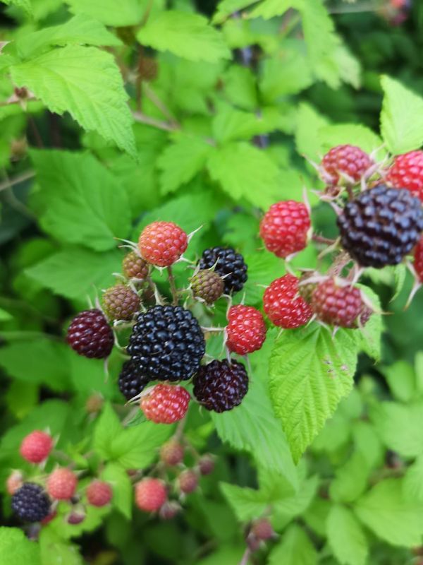 Black Raspberry (Rubus occidentalis)