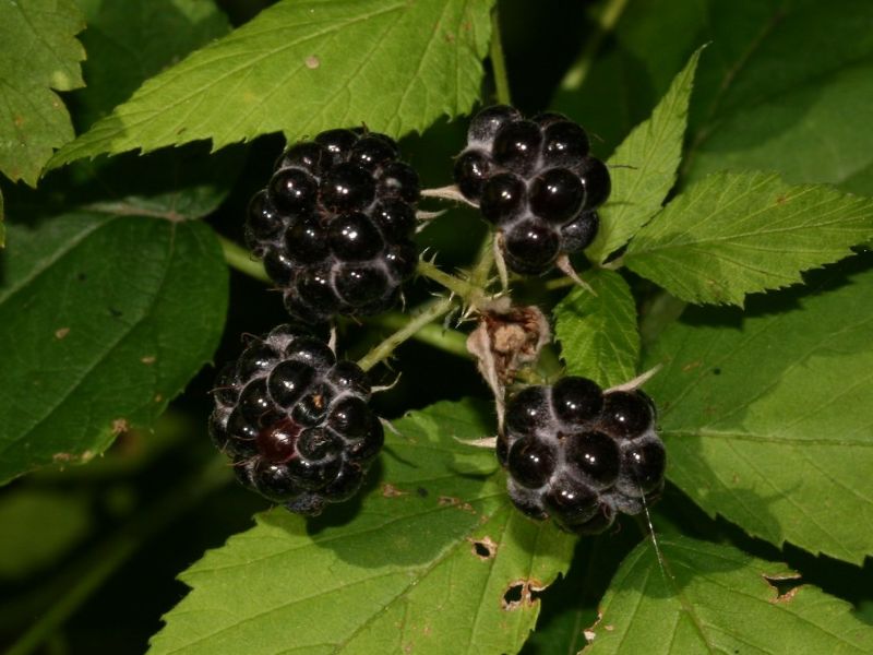 Black Raspberry (Rubus occidentalis)