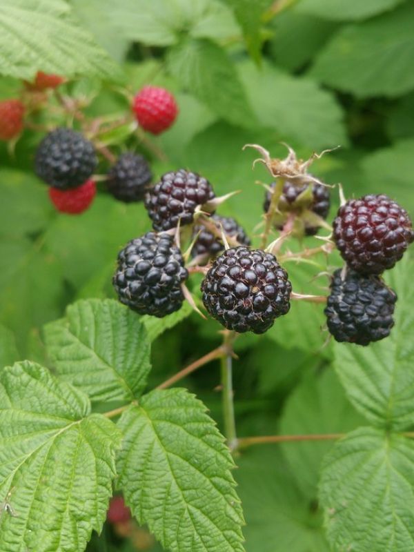 Black Raspberry (Rubus occidentalis)