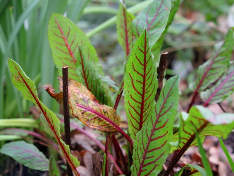 Redvein Dock (Rumex sanguineus)