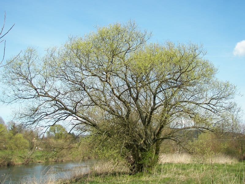 White Willow (Salix alba)