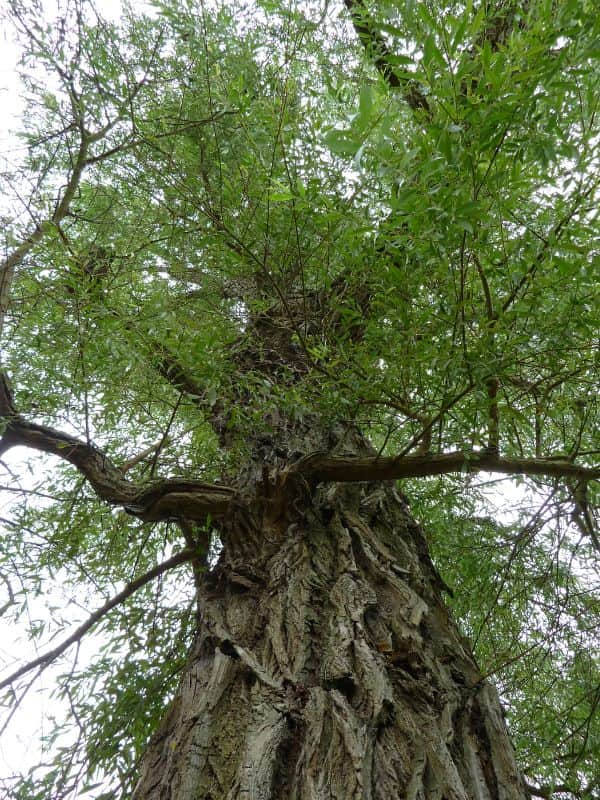 White Willow (Salix alba)