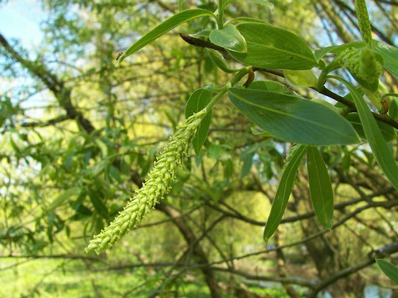 White Willow (Salix alba)