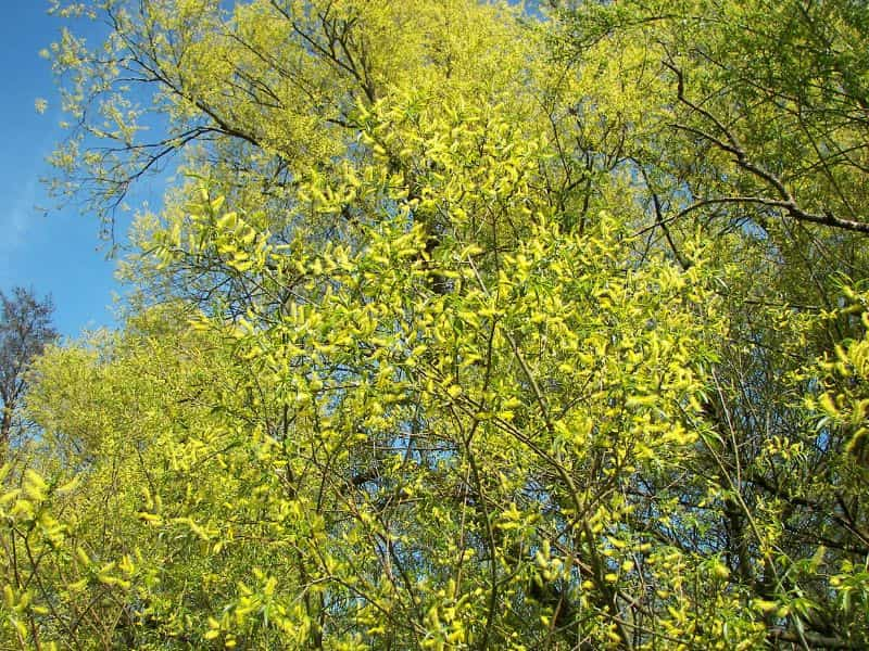 White Willow (Salix alba)