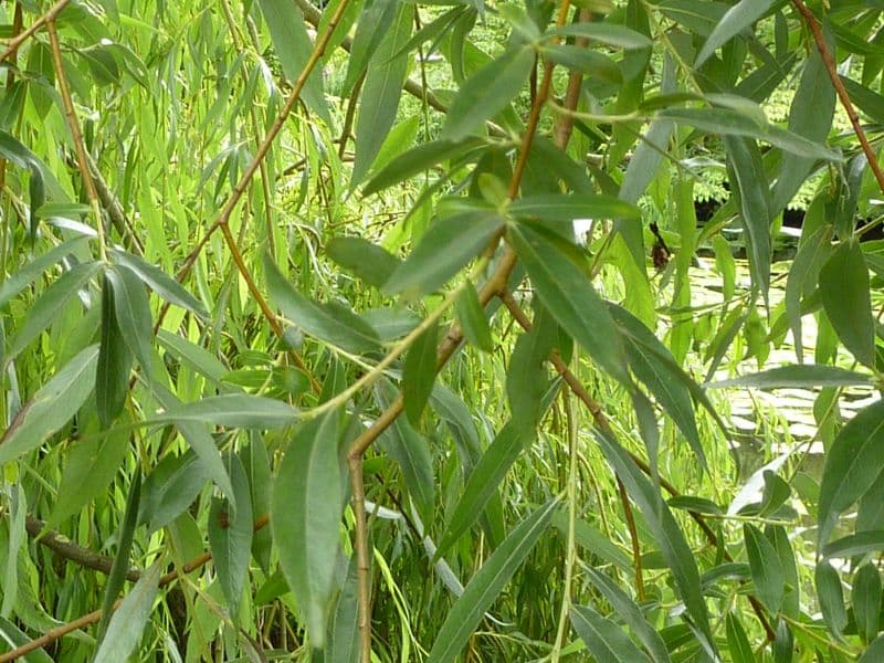 White Willow (Salix alba)