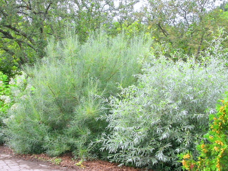 White Willow (Salix alba)