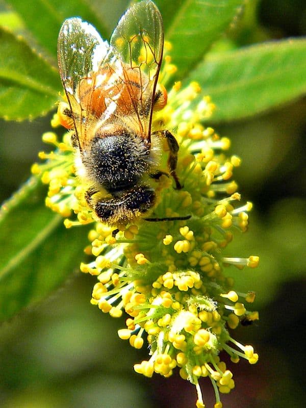 Carolina Willow (Salix caroliniana)