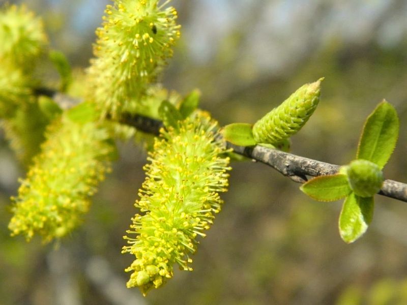 Carolina Willow (Salix caroliniana)