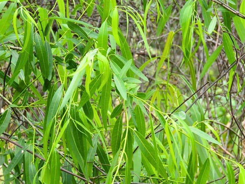 Carolina Willow (Salix caroliniana)