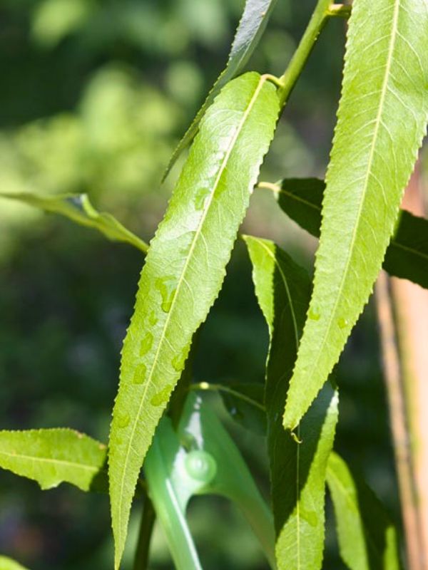 Carolina Willow (Salix caroliniana)