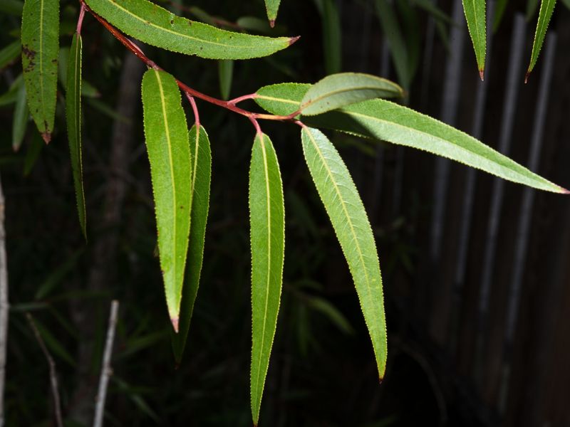 Carolina Willow (Salix caroliniana)