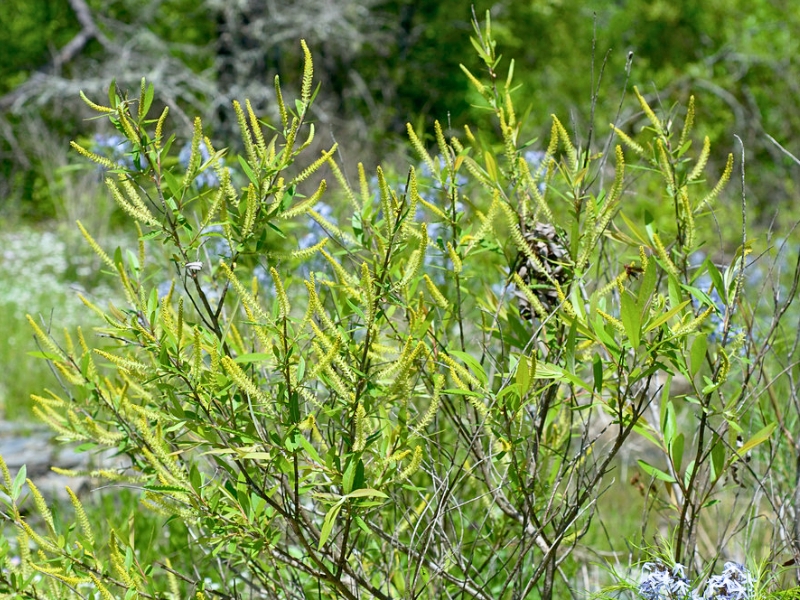 Carolina Willow (Salix caroliniana)