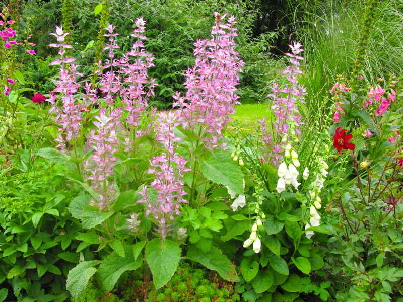 Clary Sage (Salvia sclarea)