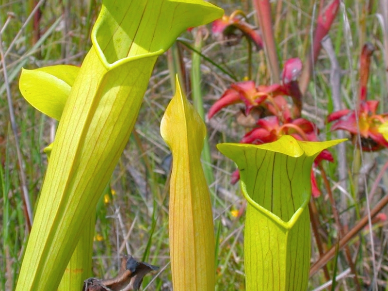 Yellow Trumpet (Sarracenia alata)