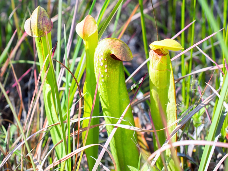 Hooded Pitcher Plant (Sarracenia minor)