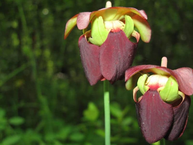 Sweet Pitcher Plant (Sarracenia rubra) 1 Sweet Pitcher Plant (Sarracenia rubra)