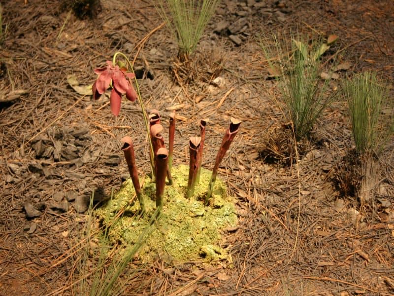Sweet Pitcher Plant (Sarracenia rubra) 2 Sweet Pitcher Plant (Sarracenia rubra)
