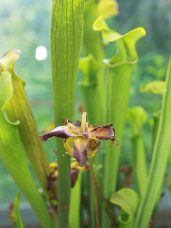 Sweet Pitcher Plant (Sarracenia rubra) 3 Sweet Pitcher Plant (Sarracenia rubra)