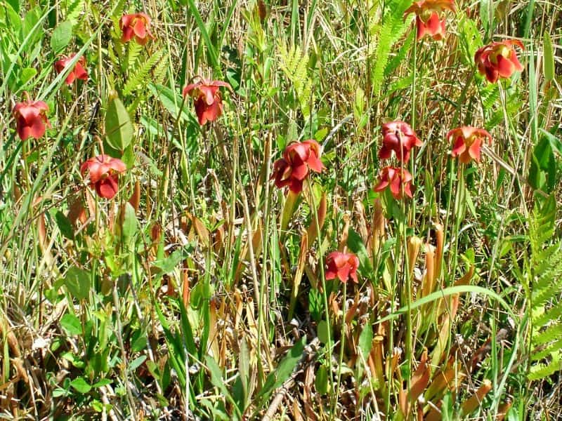 Sweet Pitcher Plant (Sarracenia rubra) 4 Sweet Pitcher Plant (Sarracenia rubra)