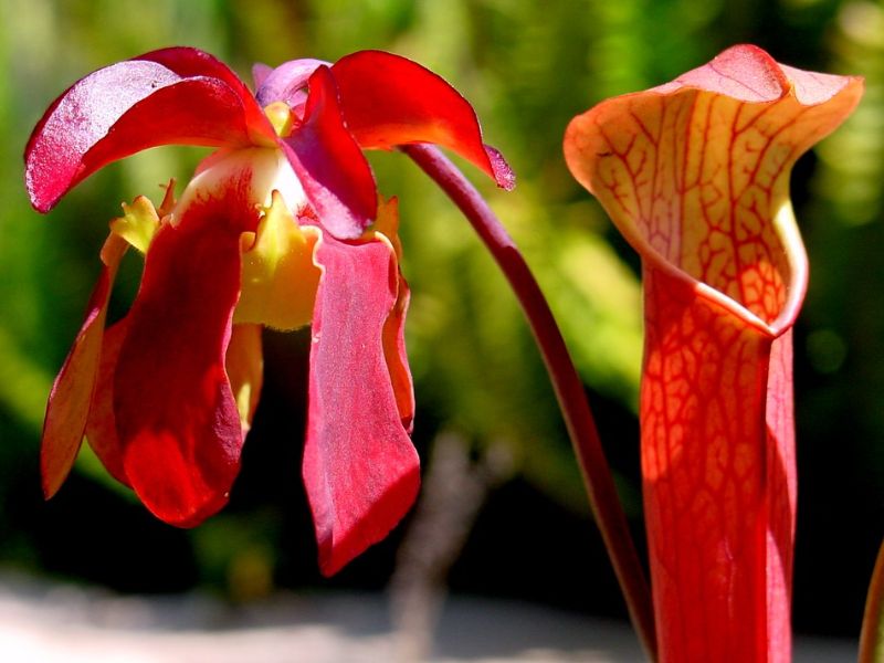 Sweet Pitcher Plant (Sarracenia rubra) 5 Sweet Pitcher Plant (Sarracenia rubra)