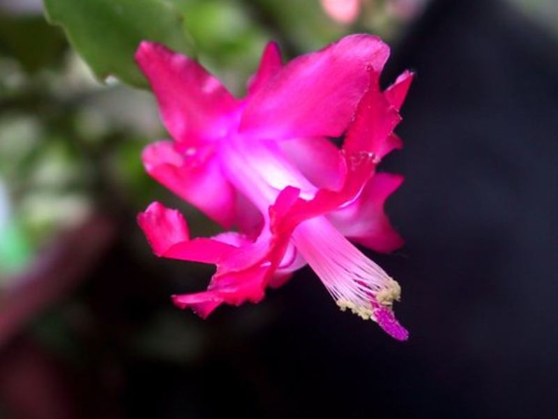 Christmas Cactus (Schlumbergera truncata)