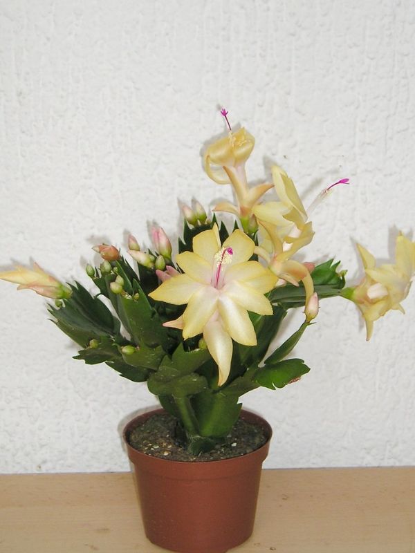 Christmas Cactus (Schlumbergera truncata)