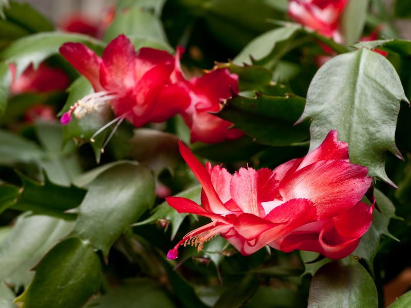 Christmas Cactus (Schlumbergera truncata)