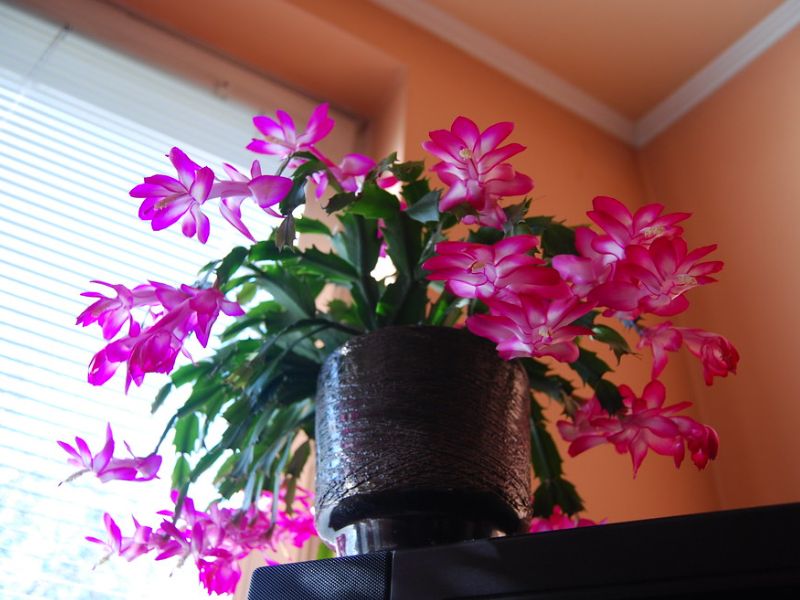 Christmas Cactus (Schlumbergera truncata)